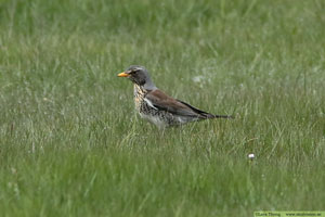 Björktrast, Turdus pilaris
